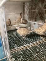 Mutatie europeese kwartels, Dieren en Toebehoren, Meerdere dieren, Geringd