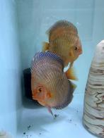 Jonge snakeskin vissen eigen kweek!, Vis
