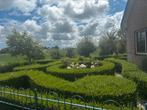 Liguster haag, Tuin en Terras, Planten | Struiken en Hagen, Ophalen, Liguster, 100 tot 250 cm