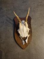 Ree gewei, Ophalen of Verzenden, Zo goed als nieuw, Hert, Gewei of Kop