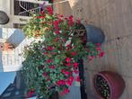 fuchsia's niet winterhard, Tuin en Terras, Planten | Tuinplanten, Ophalen, Overige soorten, Volle zon