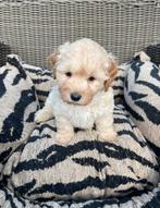 Maltipoo pups maltezer x toy poedel, Nederland, Overige rassen, CDV (hondenziekte), 8 tot 15 weken