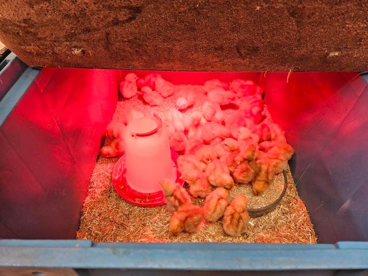 Kuikens te koop, Dieren en Toebehoren, Pluimvee, Kip, Meerdere dieren