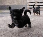 🐕Nog 2 Mooie Pomeriaan x Boomer pups! Teefjes!!!, Rabiës (hondsdolheid), 8 tot 15 weken, Meerdere, Meerdere dieren