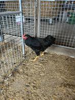 TE KOOP DUBBEL GEZOOMDE BARNEVELDER HANEN, Dieren en Toebehoren, Pluimvee, Mannelijk, Kip