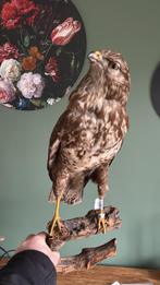 Mooie Buizerd roofvogel, Meerdere dieren, Roofvogel