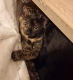 Nestje van 3 kittens, Dieren en Toebehoren, Katten en Kittens | Overige Katten, Meerdere dieren, Kortharig, 0 tot 2 jaar