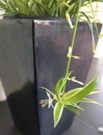 Biologische graslelie snelgroeiende kamerplanten stekjes, Overige soorten, In pot, Minder dan 100 cm, Bloeiende kamerplant