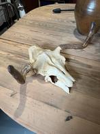 "HENDRICKX " Schedel met hoorn., Ophalen, Gebruikt, Wild dier, Schedel