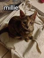 Lieve griekse katten zoeken een huisje!, Dieren en Toebehoren, Katten en Kittens | Raskatten | Korthaar, Poes, Gechipt