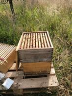 Buckfast bijen, Dieren en Toebehoren, Insecten en Spinnen, Bijen