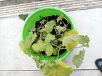 komkommer planten 7 stuks, Ophalen, Zomer, Overige soorten, Volle zon