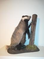 Taxidermie Taxidermy Das, Verzamelen, Nieuw, Wild dier, Opgezet dier, Ophalen