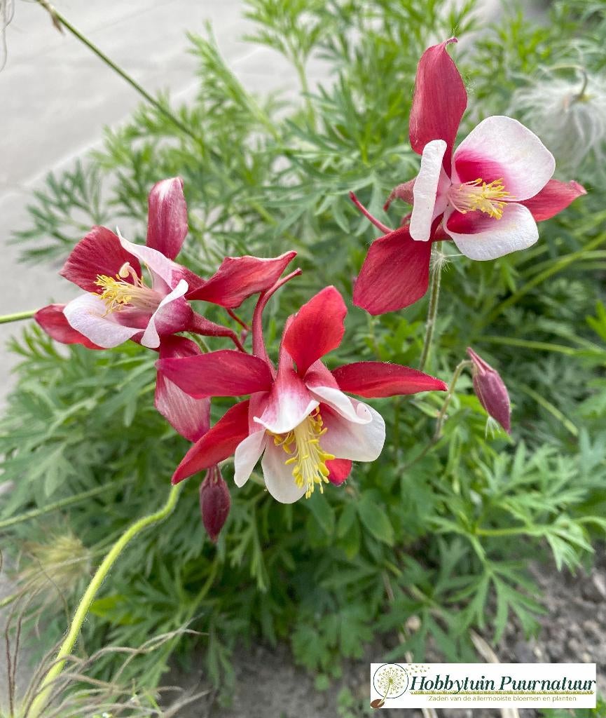 Zaden van de allermooiste bloemen en planten!, Tuin en Terras, Ophalen of Verzenden, Gehele jaar, Volle zon, Zaad
