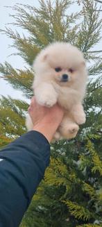 Pomeriaan pups, Dieren en Toebehoren, Particulier, Keeshond, 15 weken tot 1 jaar, Buitenland