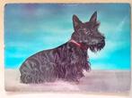 Ansichtkaart Schotse Terriër, Ophalen of Verzenden, Hond of Kat