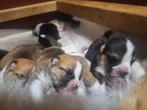 Welsh Corgi Pembroke Puppy, Dieren en Toebehoren, België, Particulier, Overige rassen, CDV (hondenziekte)