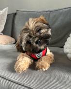Boomer pups, Overige rassen, 8 tot 15 weken, CDV (hondenziekte), Meerdere