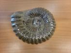 Schelp kaars.             Met 2 lonten., Overige materialen, Nieuw, Ophalen of Verzenden, Kaars
