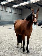 Springpaard - fokmerrie - 12 jaar - Olympische moederlijn, Dieren en Toebehoren, Paarden en Pony's | Dekhengsten en Fokmerries
