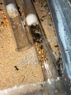 Messor barbarus mieren kolonie, Dieren en Toebehoren, Insecten en Spinnen