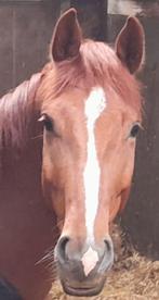 Te koop super lieve 6 jarige ruin ( Toto jr. X Negro), Dieren en Toebehoren, Paarden, Gechipt, B, Ruin, Dressuurpaard