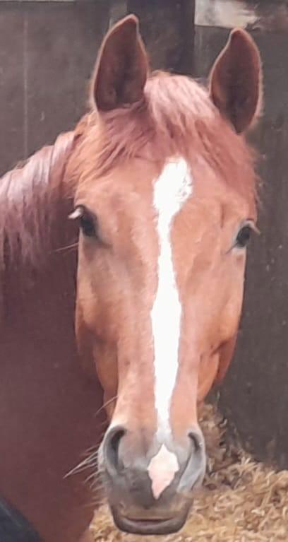 Te koop super lieve 6 jarige ruin ( Toto jr. X Negro), Dieren en Toebehoren, Paarden, Ruin, B, 165 tot 170 cm, 3 tot 6 jaar, Dressuurpaard