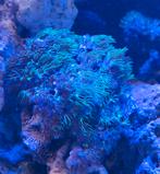 Zeeaquarium sterpoliep Caribe, Dieren en Toebehoren, Vissen | Aquaria en Toebehoren, Ophalen of Verzenden