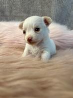 Knapste merle (drager) chihuahua pups!, Dieren en Toebehoren, Honden | Chihuahua's en Gezelschapshonden, CDV (hondenziekte), 8 tot 15 weken