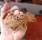 Wimpergekko vrouw inktspot, Dieren en Toebehoren, Hagedis, Tam, 3 tot 6 jaar