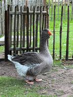 Gezocht Toulouse Gans, Dieren en Toebehoren, Pluimvee, Vrouwelijk, Gans of Zwaan