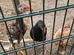 Te koop 6 shamo kuikens, Dieren en Toebehoren, Pluimvee, Mannelijk, Kip