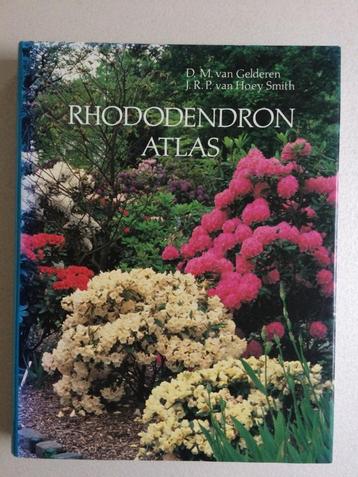 Rhododendron atlas D. v. Gelderen. rododendron. beschikbaar voor biedingen
