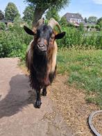 Tamme bok, Mannelijk, Geit, 3 tot 5 jaar