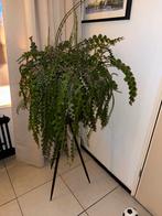 Bijzondere zaagcactus met pot en standaard, Ophalen, Halfschaduw, Minder dan 100 cm, Groene kamerplant