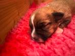 Jack russel pups, Dieren en Toebehoren, Honden | Jack Russells en Terriërs, Jack Russell Terriër, Meerdere, Meerdere dieren, Nederland