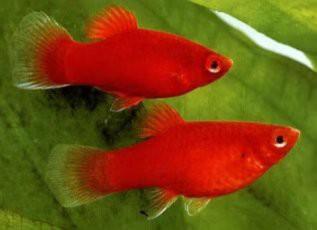 Koraal / Coral platy's half was beschikbaar voor biedingen
