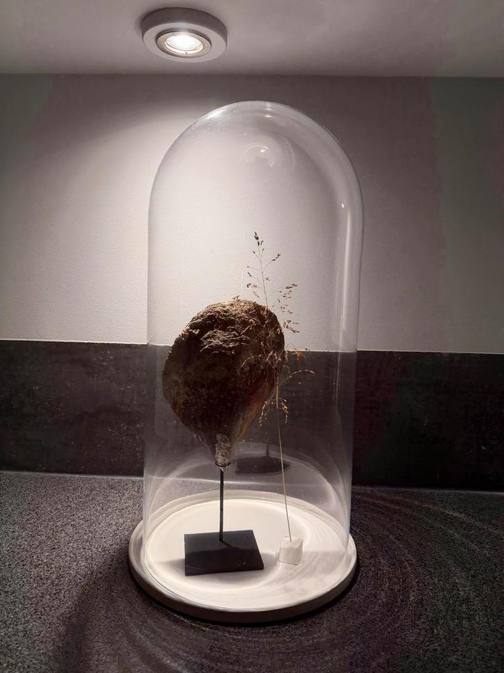 Exclusieve Stolp + Oesterschelp 30x60 cm - Annemarie Wonen, Huis en Inrichting, Woonaccessoires | Stolpen, Zo goed als nieuw, Ophalen