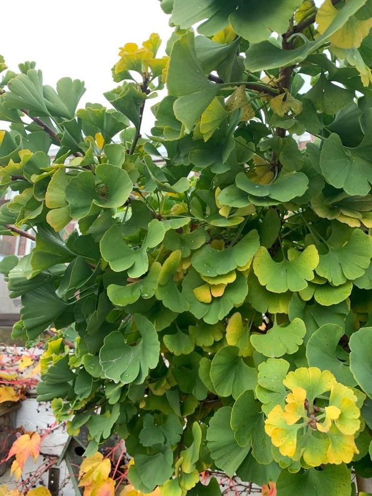 Ginkgo Biloba 'Mariken', Tuin en Terras, Planten | Bomen, Bolboom, 100 tot 250 cm, Volle zon, Lente, Ophalen