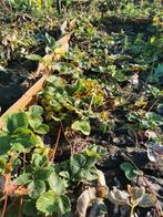 stekjes aardbeien 30 cent per stuk, Tuin en Terras, Ophalen of Verzenden, Zomer, Volle zon