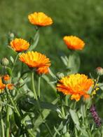 Calendula goudsbloem oranje, Ophalen of Verzenden, Voorjaar, Volle zon, Zaad