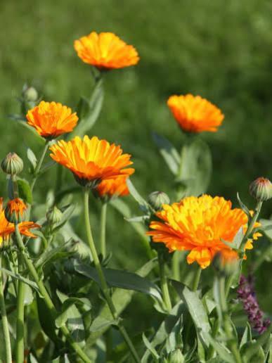 Calendula goudsbloem oranje, Tuin en Terras, Bloembollen en Zaden, Zaad, Voorjaar, Volle zon, Ophalen of Verzenden