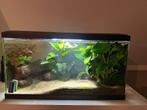 Aquarium met vissen + toebehorende en benodigdheden, Ophalen, Gebruikt, Gevuld zoetwateraquarium