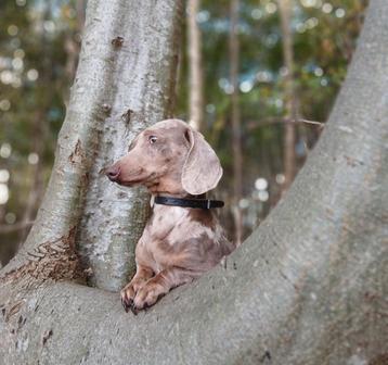 Ter dekking aangeboden: ️✨️Schitterende merle teckel️✨️ beschikbaar voor biedingen