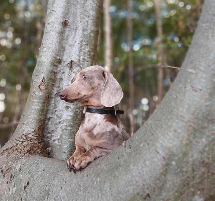 Ter dekking aangeboden: ️✨️Schitterende merle teckel️✨️, Dieren en Toebehoren, Honden | Dekreuen, Reu, Particulier, Meerdere, Nederland