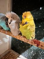 Koppel tt Engelse, Dieren en Toebehoren, Vogels | Parkieten en Papegaaien