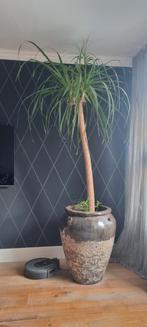 Echte olifantenpoot plant +- 180 cm hoog incl pot, Ophalen, Zo goed als nieuw