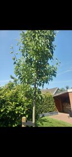 Perenboom 'Bergamot' Oranje, Ophalen of Verzenden, Volle zon, Overige soorten, Minder dan 100 cm