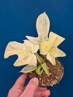 Philodendron Florida Ghost p12 (1), Ophalen of Verzenden, Halfschaduw, Minder dan 100 cm