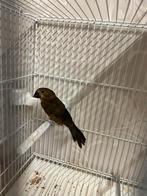 Twatwa Sipa pop 2025 draaifree, Dieren en Toebehoren, Vrouwelijk